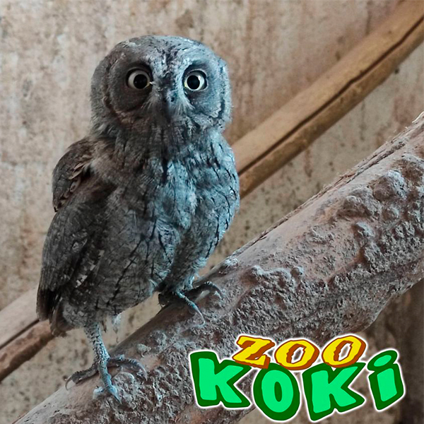 Zoo Koki