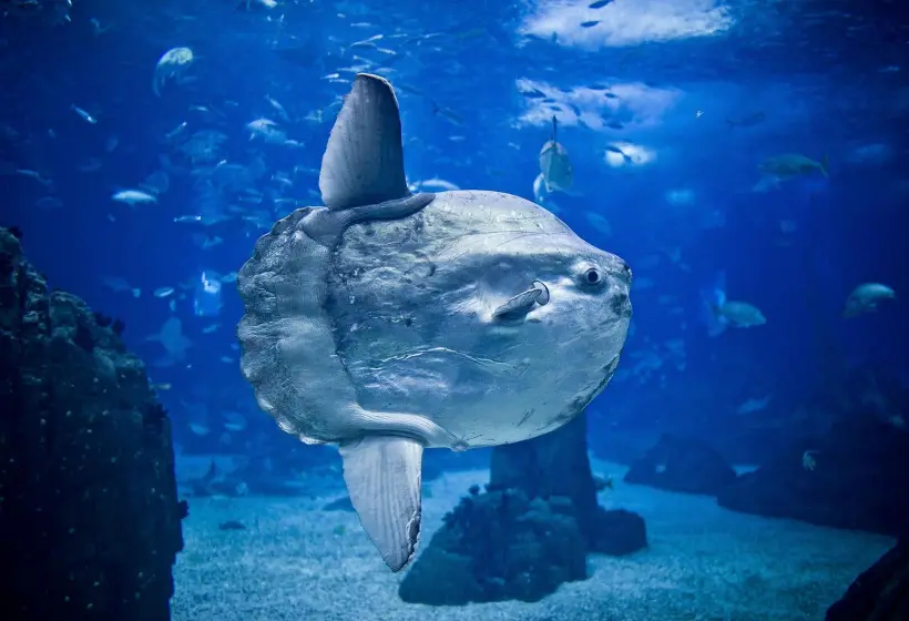 Oceanário Lisboa