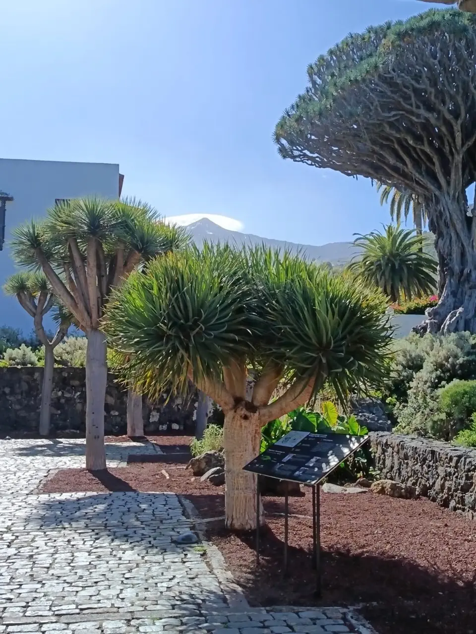 Parque del Drago
